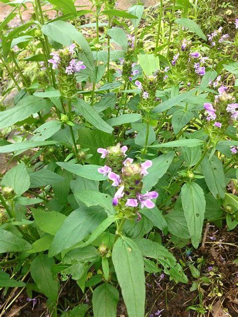 Oklahoma Wildcrafting Wild Edibles Wild Plants Witch Herbs
