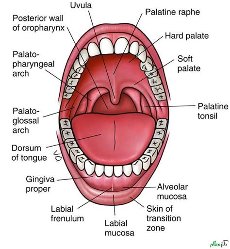 بررسی انواع قارچ در دهان