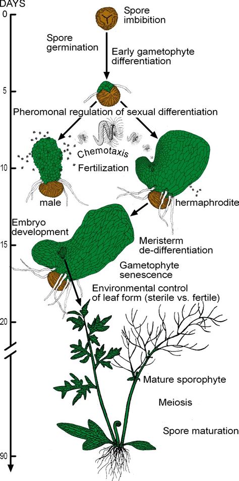 Growth And Timing Of Gametophyte Development C Fern