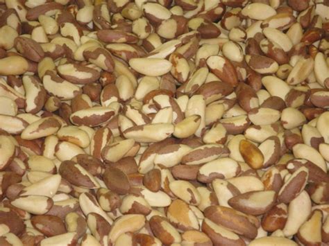 Brazil Nut Kernels Foodimpex Inc