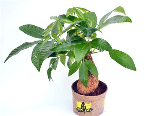 Maybe you would like to learn more about one of these? Buy Money Tree Single online - Flaberry.com