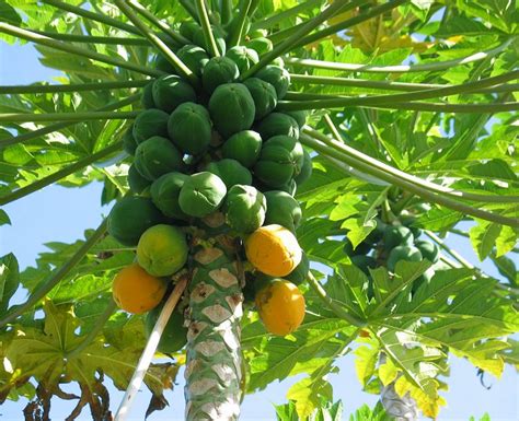 How To Grow Papaya Growing Papaya Tree And Care