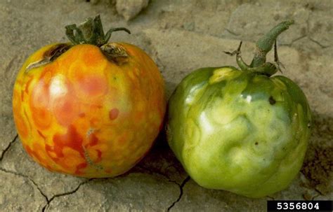Tomato Spotted Wilt Virus Wikigardener Fandom Powered By Wikia