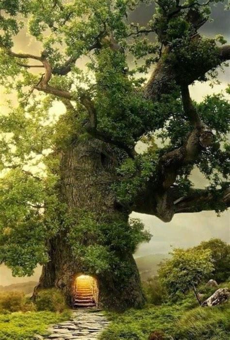 Raisemyroof On Twitter Beautiful Tree Enchanted Wood Tree