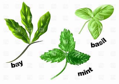 Basil Herb Herbs Clipart Mint Clip Bay