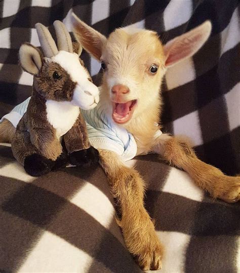 The 25 Best Baby Goats Ideas On Pinterest