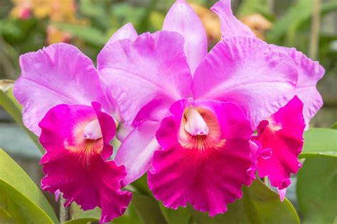 Cattleya Orchid Care Youtube