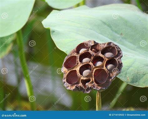 Dried Lotus Seed Pod With Seeds Stock Image Image Of Plant Stem