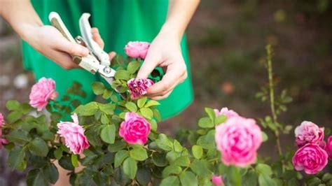 Gärtnern Im Herbst Das Ist Bei Der Richtigen Rosenpflege Zu Beachten