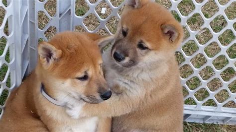Contact california shiba inu breeders near you using our free shiba inu breeder search tool below! California shiba inu breeders | Dogs, breeds and everything about our best friends.
