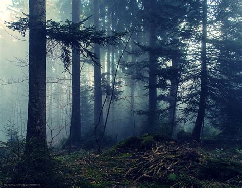 Descargar Gratis Bosque árboles Niebla Naturaleza Fondos De