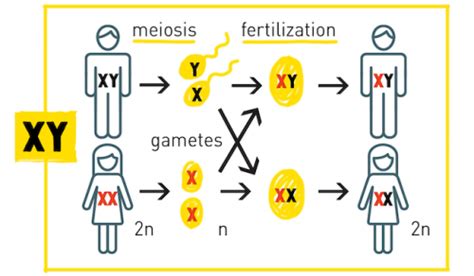 Sex Determination The X Y Zs Of Sex Chromosomes Hudsonalpha Institute For Biotechnology