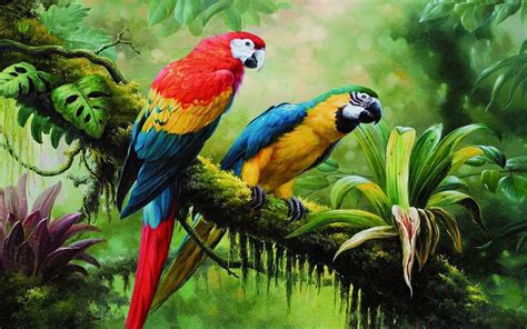 Beautiful Rainforest Birds