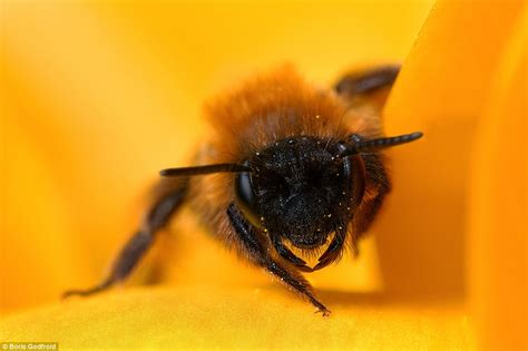 Best Capturing Macro Photography Of Bee By Mark Berkery 99inspiration