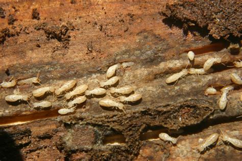 Termite Identification Walter Reeves The Georgia Gardener