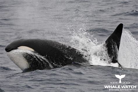 Hunting With The Killer Whales Orca Of Bremer Canyon