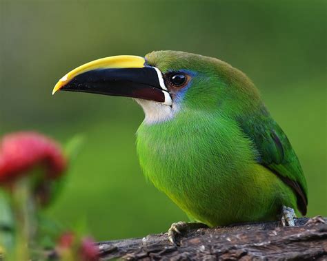 Emerald Toucanet Aulacorhynchus Prasinus The Emerald Toucanet