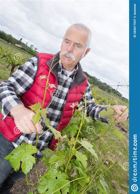 Senior Viticulturist At Grapevine Stock Image Image Of Plant Autumn