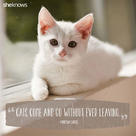 50 Cat Quotes That Only Feline Lovers Would Understand Kitten Quotes Cat Quotes Cute Cat Quotes