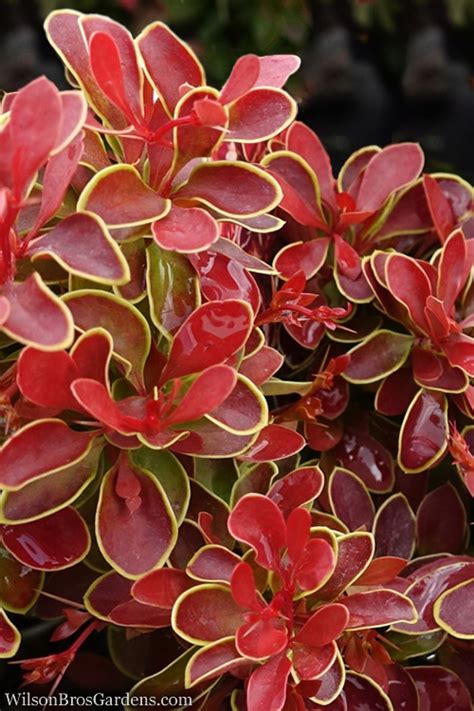 Buy Admiration Barberry Free Shipping Wilson Bros Gardens 3