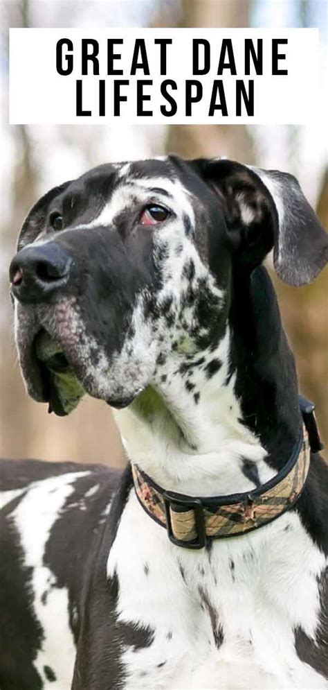 Great Dane Lifespan - Are They Always A Short Lived Breed?