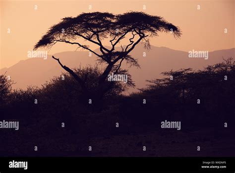 Acacia Tree Silhouette In African Sunset Stock Photo Alamy