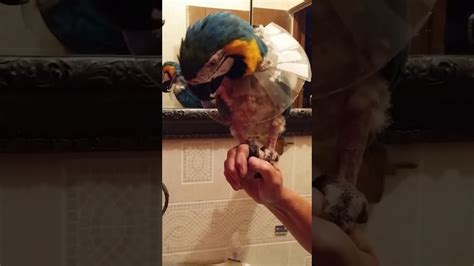 Easy Cheap Way To Help Your Bird Regrow Feathers Youtube