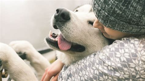 Owning a Dog May Add Years to Your Life, Study Shows | Mental Floss