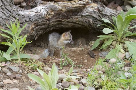 Baby Grey Fox Exploring Near Its Den Stock Photo Image Of Explore