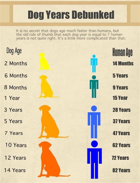 Pet Age Calculator How To Instructions