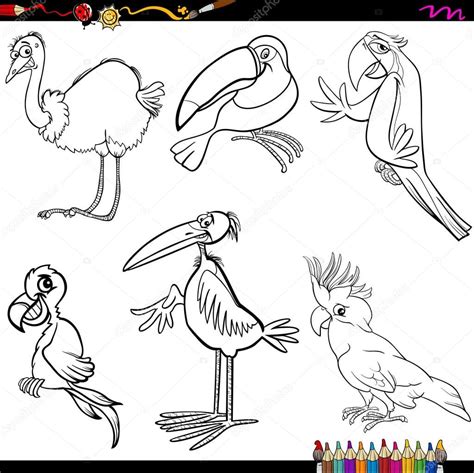 Dibujos De Animales Vertebrados Aves Aves Para Colorear Reverasite