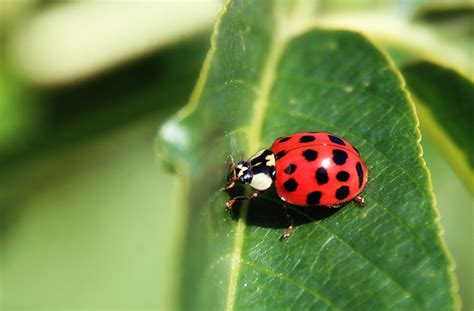 Asian Ladybird Beetles Are Best Kept Outside Or Possibly In A Bottle