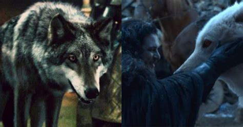 Lobos Gigantes O Destino De Cada Um Deles Em Game Of Thrones