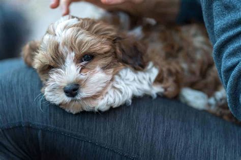 ¿por Qué Mi Perro Se Sienta Encima De Mí Las Mejores Razas De Perros