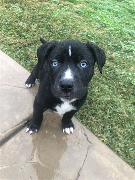 Pitbull Husky Mix Puppy Black Kristian Neil