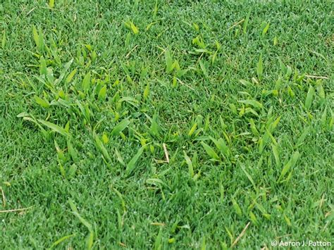 Purdue Turf Tips Weed Of The Month For April 2015 Is Smooth Crabgrass