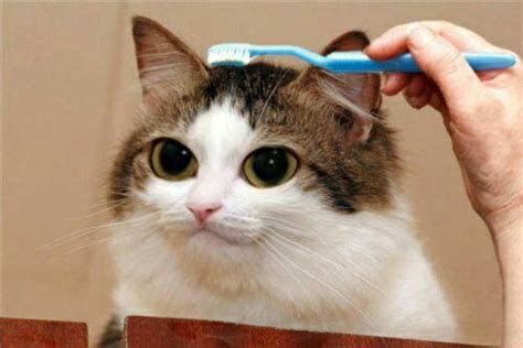 Cat Being Brushed With A Toothbrush 9gag