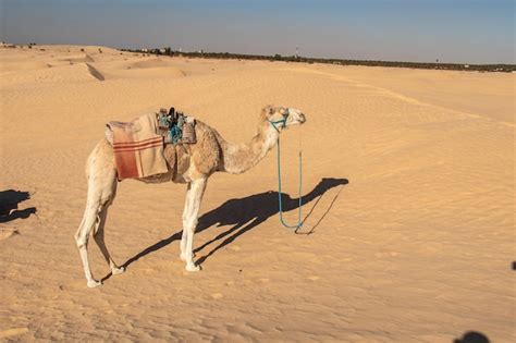Premium Photo Camels In The Desert In Douz Kebili Tunisia