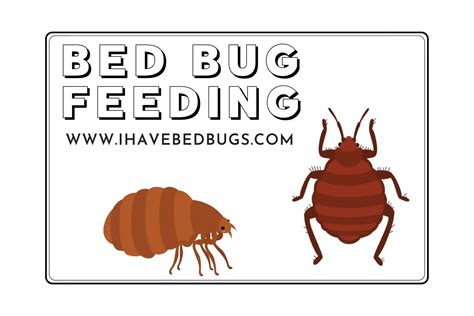 Bed Bug Feeding 17 Facts On Food Feeding Times And Lifespan