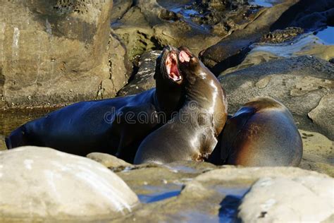 A Group Of Sea Lions Interacting In Natural Habitat Stock Photo Image
