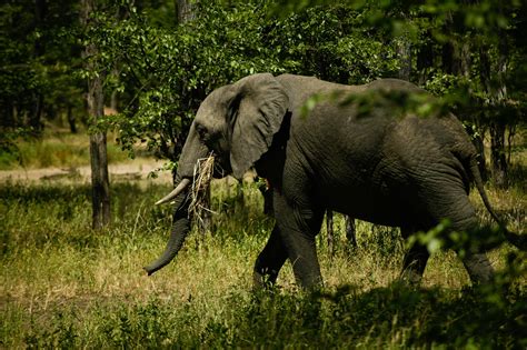 Elephants Under Attack Have An Unlikely Ally Artificial Intelligence