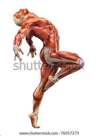 English auto in this lesson we're going to add the abs and add their torso muscles like the old leaks and then part of the blades. Muscle Anatomy Stock Images, Royalty-Free Images & Vectors ...