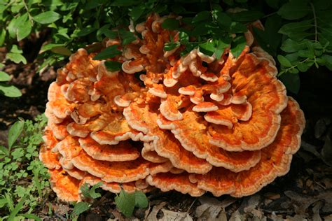 Fileorange Mushroom Wikimedia Commons