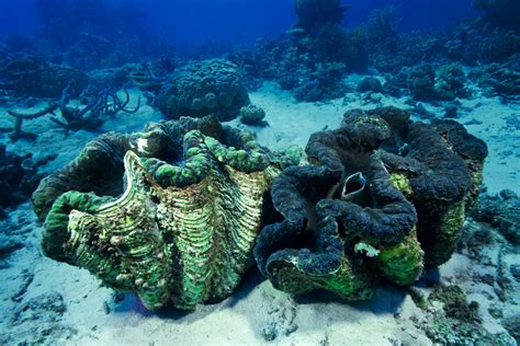 Giant Clam Facts Largest Clam Dk Find Out