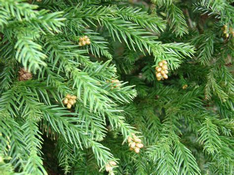 10 Evergreen Trees Every Gardener Should Know Dreamley