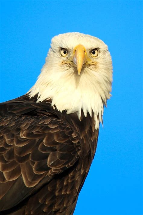 Image Libre Oiseau Rapace De Près Chauve Aigle