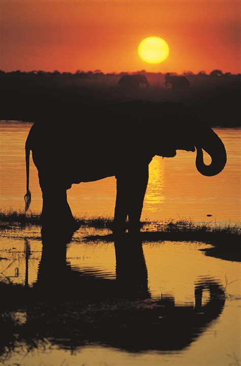Sunset With Elephant At Water South Africa Safari Africa Safari Africa