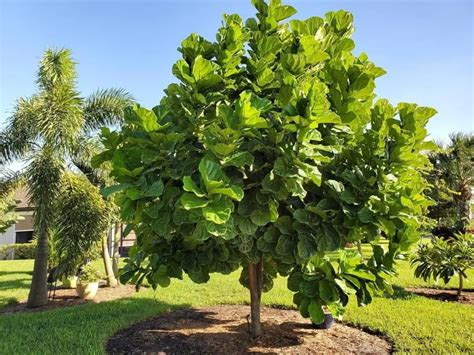 Caring For A Fiddle Leaf Fig Outdoors Fiddle Leaf Fig