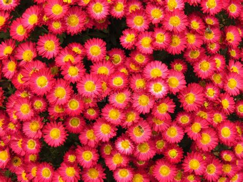 Small Yellow Chrysanthemum Stock Image Image Of Blurred 103132247