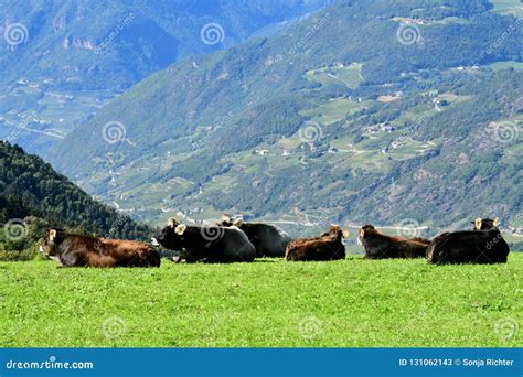 Cows Grazing On A Meadow In The Mountains Stock Image Image Of Trees